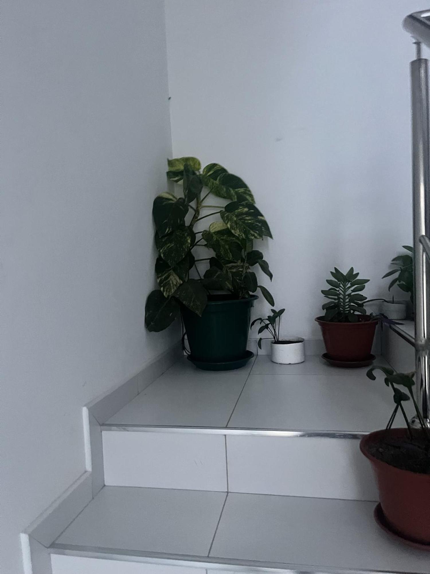 Oasis De Retour Apartman Ponta Do Sol Kültér fotó